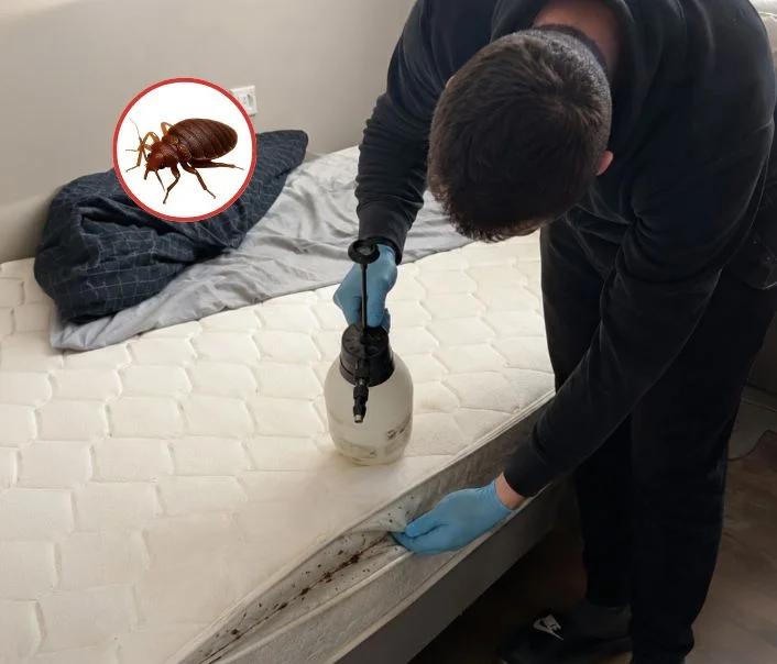 Technicien traitant un matelas contre les punaises de lit à Saint-Sauveur-sur-École